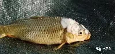 病魚(yú).jpg