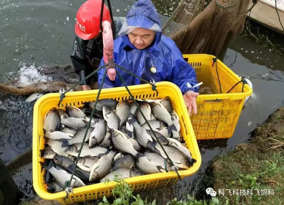 捕魚運魚：脫粘、掉鱗、出血、不耐運輸.jpg